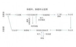 气体图像循环过程（气体循环系统）