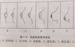 乳房进化过程（乳房过程发育简介）