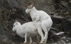 羊繁殖的过程（羊的繁殖方法）