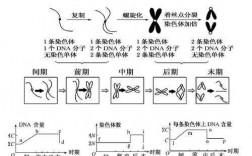 染色体染色过程（染色体染色过程图）