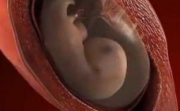 怀孕的自然过程视频（怀孕过程变化的视频有哪些）