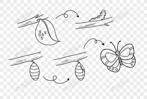 蝴蝶成长过程简笔画（蝴蝶的成长过程怎么画）-图1