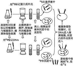 噬菌体侵染细菌实验过程（噬菌体侵染细菌实验思路,过程,结论）-图2