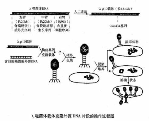 噬菌体侵染细菌实验过程（噬菌体侵染细菌实验思路,过程,结论）-图3
