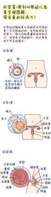 解说孕育全过程（解说孕育全过程视频）-图2
