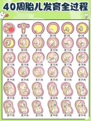 怀孕发育过程介绍（怀孕发育标准图）-图1