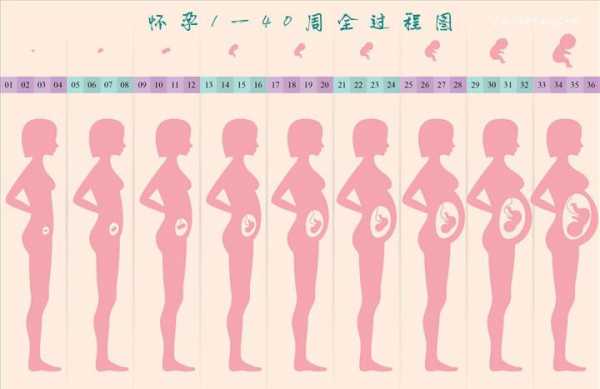 怀孕发育过程介绍（怀孕发育标准图）-图2