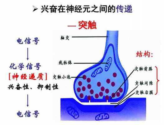 化学突触的传递过程（化学突触的结构及信息传递过程）-图2