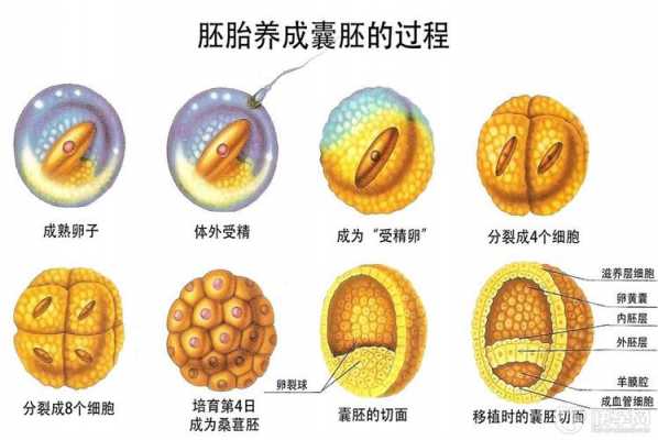 描写胚胎发育过程（胚胎发育过程文字简写）-图2