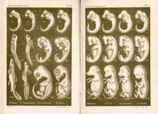 描写胚胎发育过程（胚胎发育过程文字简写）-图3