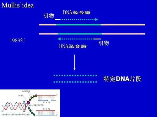 rna引物去除过程（去除rna引物的酶）-图3