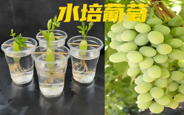葡萄水培方法和过程（葡萄水培多久生根?）-图3