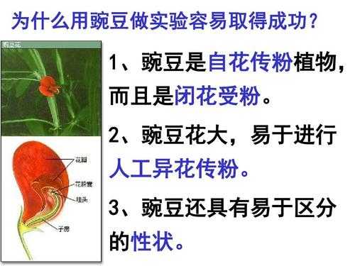 豌豆的异花传粉过程（豌豆花是异花传粉吗）-图2