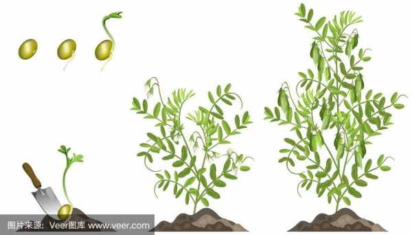 扁豆怎样生长过程（扁豆生长过程图片简笔画）-图1