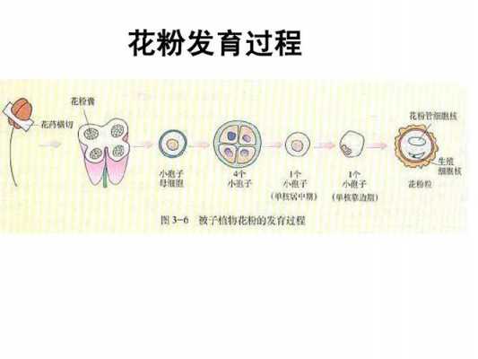水稻花粉发育过程图解（花粉囊的发育过程图解）-图1
