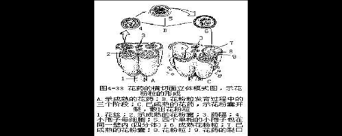 水稻花粉发育过程图解（花粉囊的发育过程图解）-图2