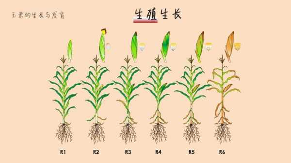 玉米籽粒发育过程分为（玉米种子的形成和萌发过程）-图2