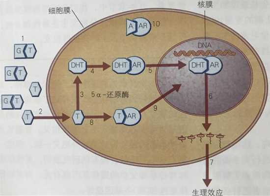 促进过程的激素（促进开花的激素）-图3