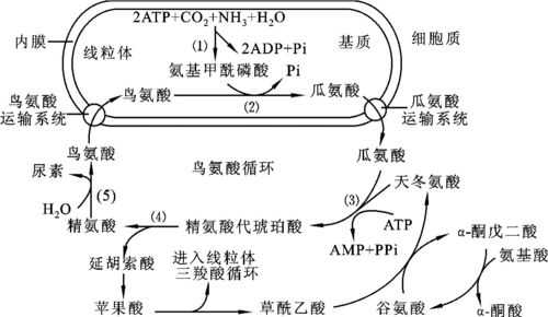 氨的转运过程（氨的转运主要依靠）-图2