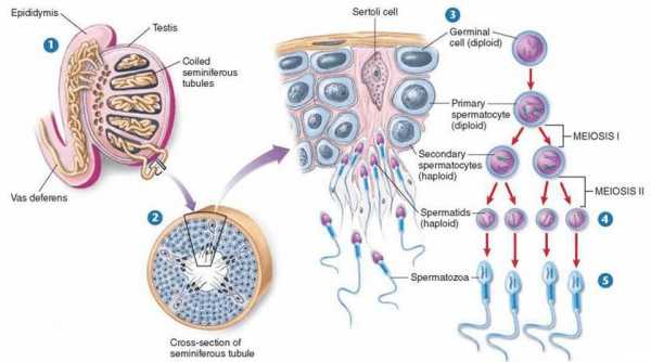 精子出生过程图片的简单介绍-图1