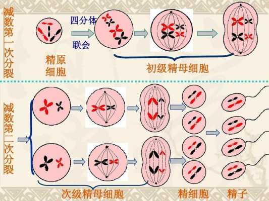精子出生过程图片的简单介绍-图2