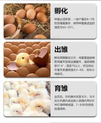 孵化鸭子的整体过程（孵鸭子全过程）-图1