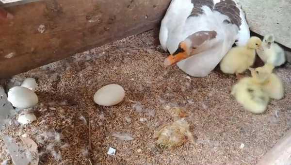 孵化鸭子的整体过程（孵鸭子全过程）-图2