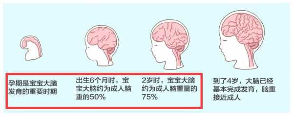 大脑的发育过程（大脑发育的三个黄金阶段）-图3