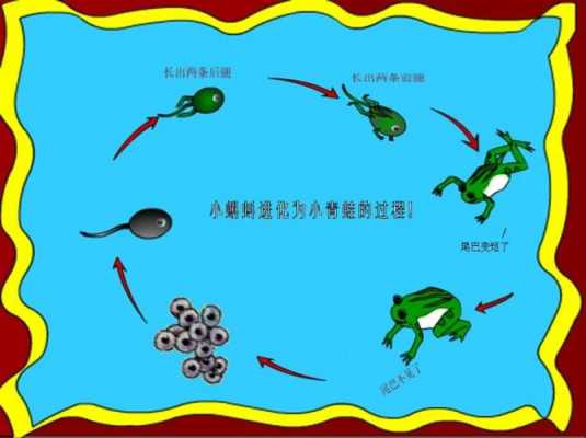 关于蝌蚪变青蛙的过程时间的信息-图2