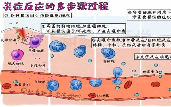炎细胞渗出的过程（各种炎细胞渗出的意义）-图1