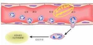 炎细胞渗出的过程（各种炎细胞渗出的意义）-图2