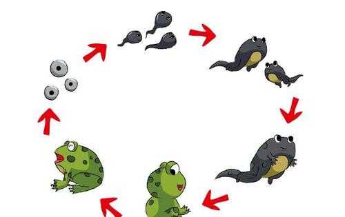 蝌蚪进化的过程图片（蝌蚪进化史简笔画）-图2
