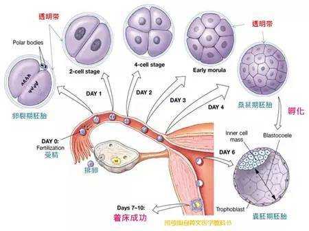 胚胎着床全过程（胚胎不着床的原因）-图1