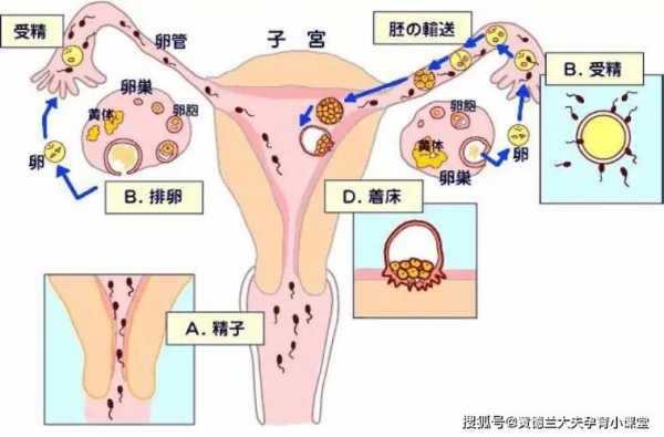 胚胎着床全过程（胚胎不着床的原因）-图2