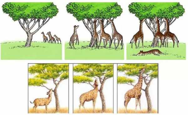 关于鹿的进化过程（鹿的成长过程）-图3