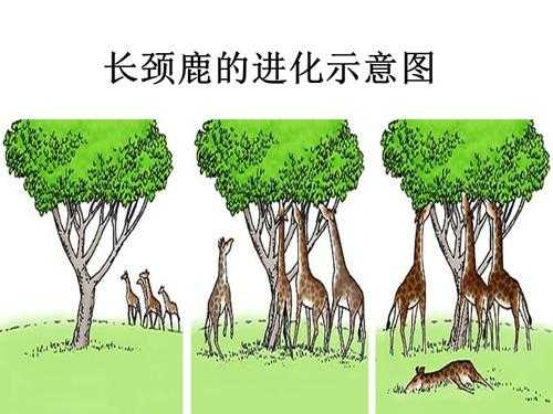 关于鹿的进化过程（鹿的成长过程）-图1