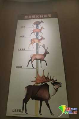 关于鹿的进化过程（鹿的成长过程）-图2