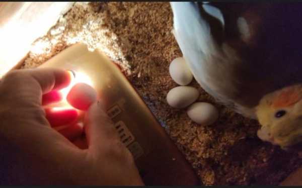 鹦鹉孵蛋过程（鹦鹉孵蛋过程观察）-图1