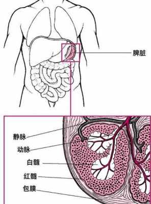 人的脾脏发育过程（人体脾脏形状）-图2