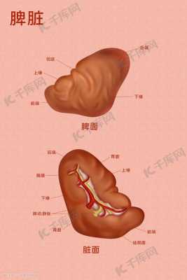 人的脾脏发育过程（人体脾脏形状）-图1