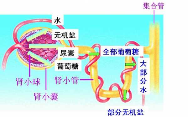 肾脏产生尿的过程（肾脏产生尿液的机理是什么）-图2