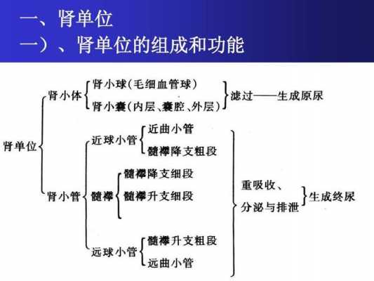 肾脏产生尿的过程（肾脏产生尿液的机理是什么）-图1