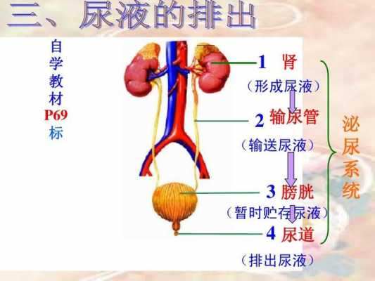 肾脏产生尿的过程（肾脏产生尿液的机理是什么）-图3