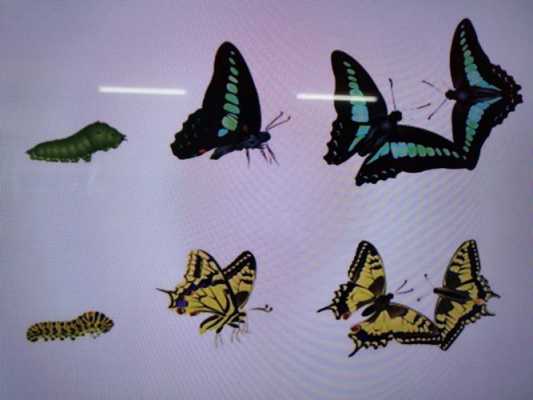 蝴蝶的生长过程视频（10个最吓人的蝴蝶照片）-图2