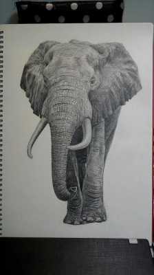 素描大象过程（素描大象简笔画）-图1