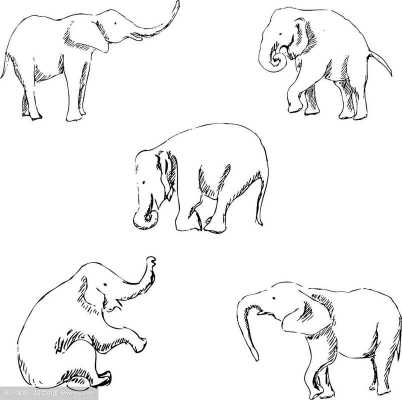 素描大象过程（素描大象简笔画）-图3