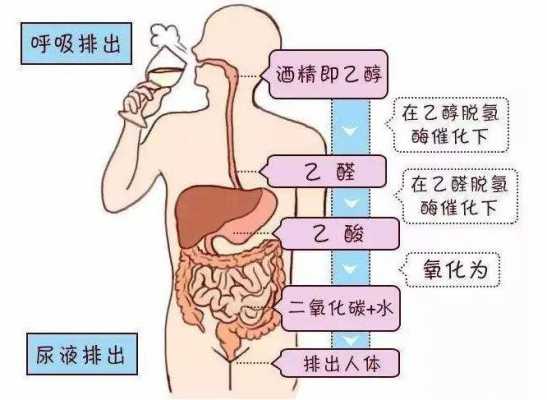 酒后的代谢过程（喝酒后在人体是怎样的代谢过程）-图3
