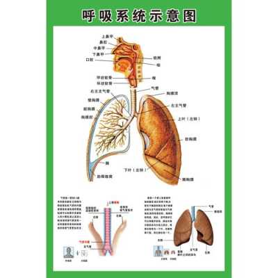 呼吸系统过程包括（呼吸系统的全过程包括哪三样）-图1
