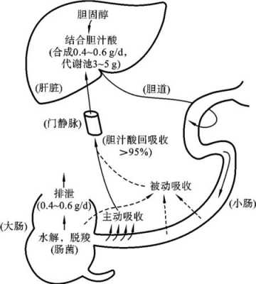 胆汁酸肠肝循环过程（胆汁酸的肠肝循环主要过程和生理意义）-图2