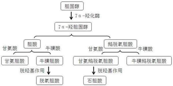 胆汁酸肠肝循环过程（胆汁酸的肠肝循环主要过程和生理意义）-图1